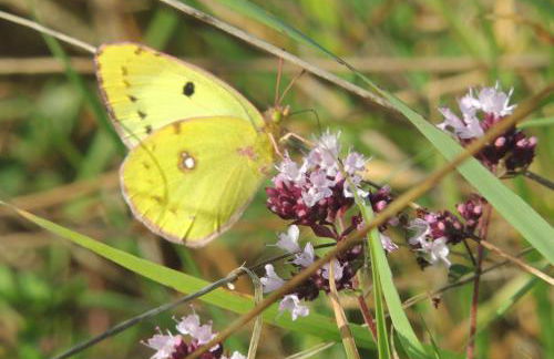 Kranichruf - Photo 16