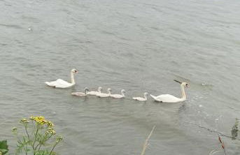 Nido Vela Appartement - Foto 44