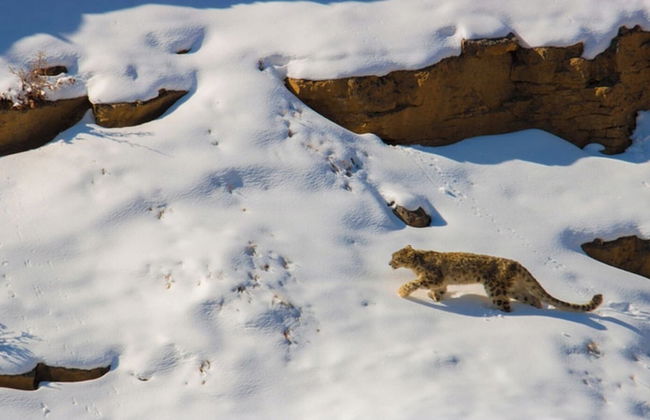 Snowleopard Cottage - Tsomoriri Lake - Foto 11