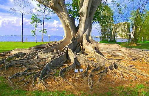 Spacious 1-Bedroom near Downtown Fort Myers - Foto 18