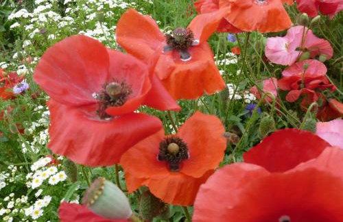 Ostsee Ferienwohnung in Schönberg inklusive 2 Leihfahrräder Self-Check-in - Foto 15