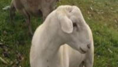 Cabana Deck 3 - Rota Serra do Rio do Rastro - Foto 5