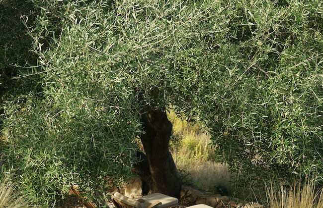 Albero Capovolto Country & Sea - Foto 19