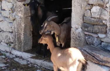 la masseria di Antonio e Teresina - Foto 32