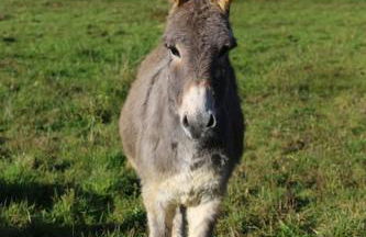 Evadez-vous à la ferme ! - Foto 32