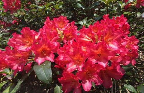 Higher Trewithen - Photo 61