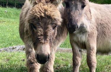 Chalets les tutes de la Vernière - Foto 10