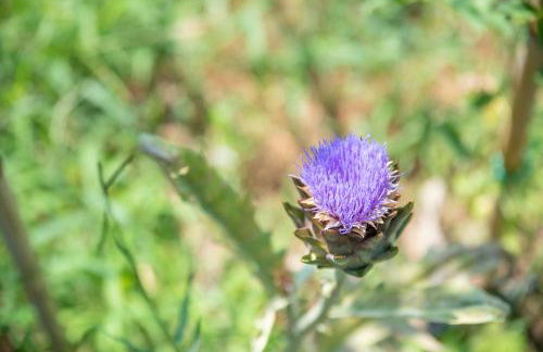 Villetta Olivastro - Foto 14