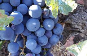 Apartments Ljube - Foto 13