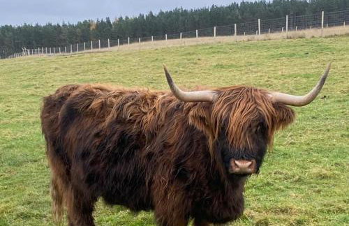 Willow Straw Bale Cabin - Foto 14