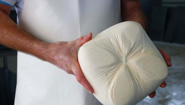 Visit to the Subaida Cheese Factory - Photo 3