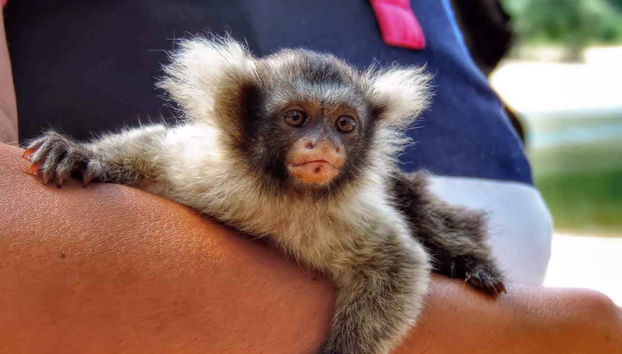 Macaco da Amazônia brasileira