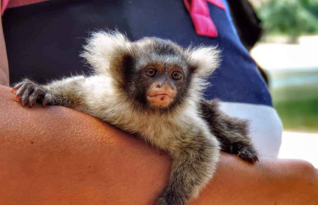 Tour de 5 días por el río Arapiuns - Foto 2
