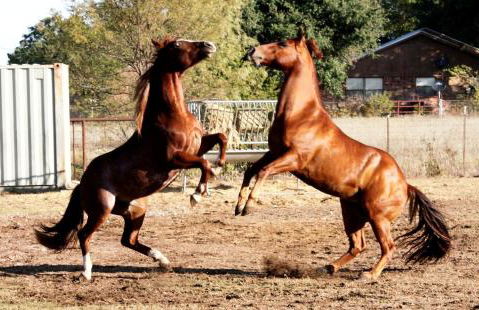 Peaceful Cottage on Farm in Idyllic Countryside near Fort Worth, Texas - Photo 18