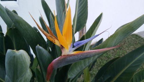 Villa Elisabetta - Foto 2