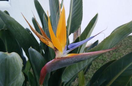 Villa Elisabetta - Foto 2