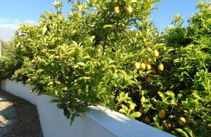 Casa Landim - Foto 18