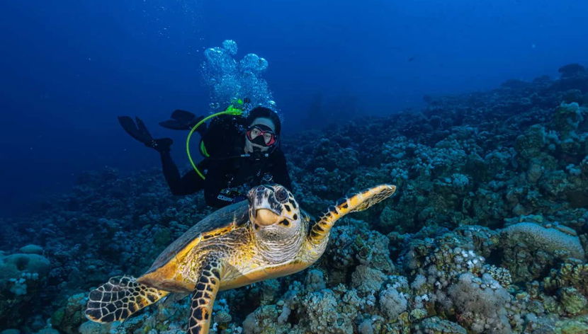 Plongée à Bali en petit groupe - Photo 3, Découvrez la faune marine