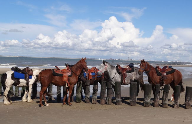 Dike House in Schoondijke Near Beaches - Foto 32