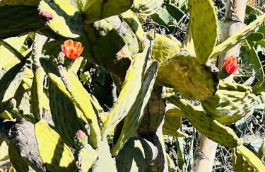 Blue Ocean Costa Adeje 506 - Foto 57