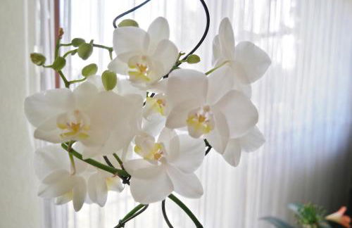 Ferienwohnung Blaumeise - Foto 71