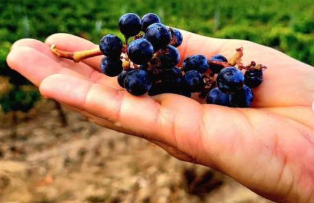 La Terre du Midi à Sérignan - Foto 16