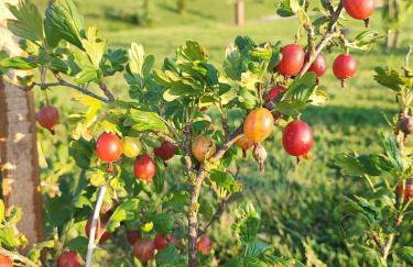 DOMKI KOLOROWE - Foto 10