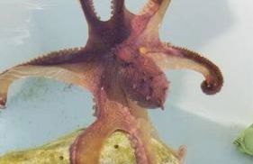 Ohana Beach Retreat at the Surf and Racquet Club - Foto 49