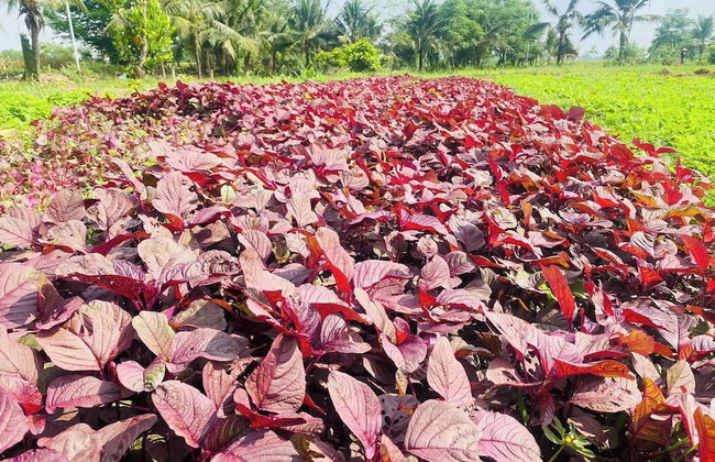 Thanh Chiem Village - Foto 8