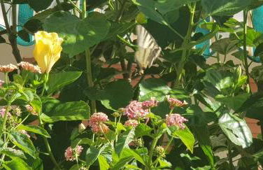 Appartamento con giardino sul mare - Foto 12