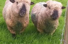 Cosy Shay Bank Cottage w/ Kingbed - Near Skipton. - Foto 17