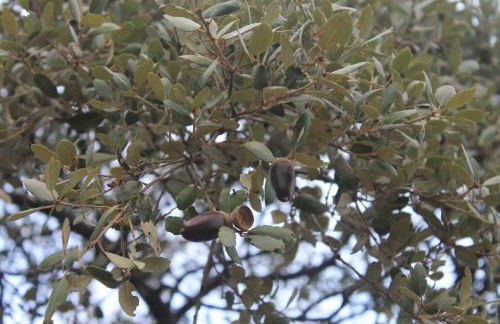 Casa Rural La Coscoja - Foto 42