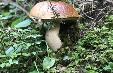 Chalet Tschattlhof Dolomites - Foto 74