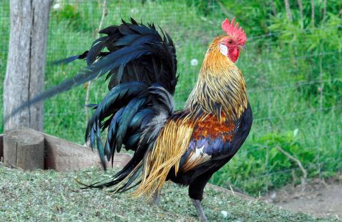 Agroturystyka Izba Pod Kasztanem - Foto 7