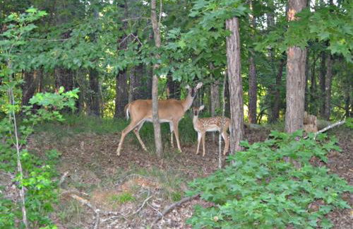 Secluded Home with Mini Waterfall and a Creek in Hot Springs - Foto 11