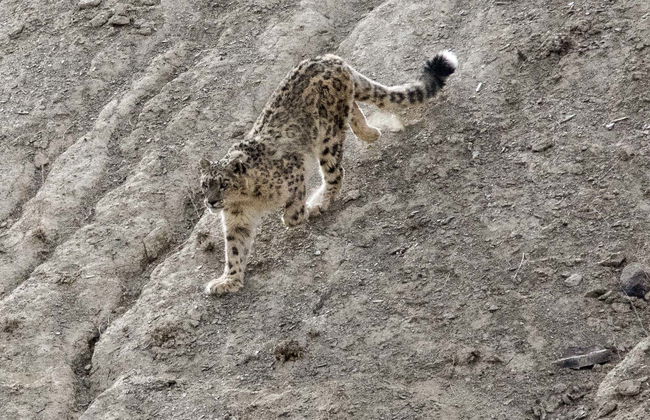 Safari privé au Jawai Dam - Photo 7