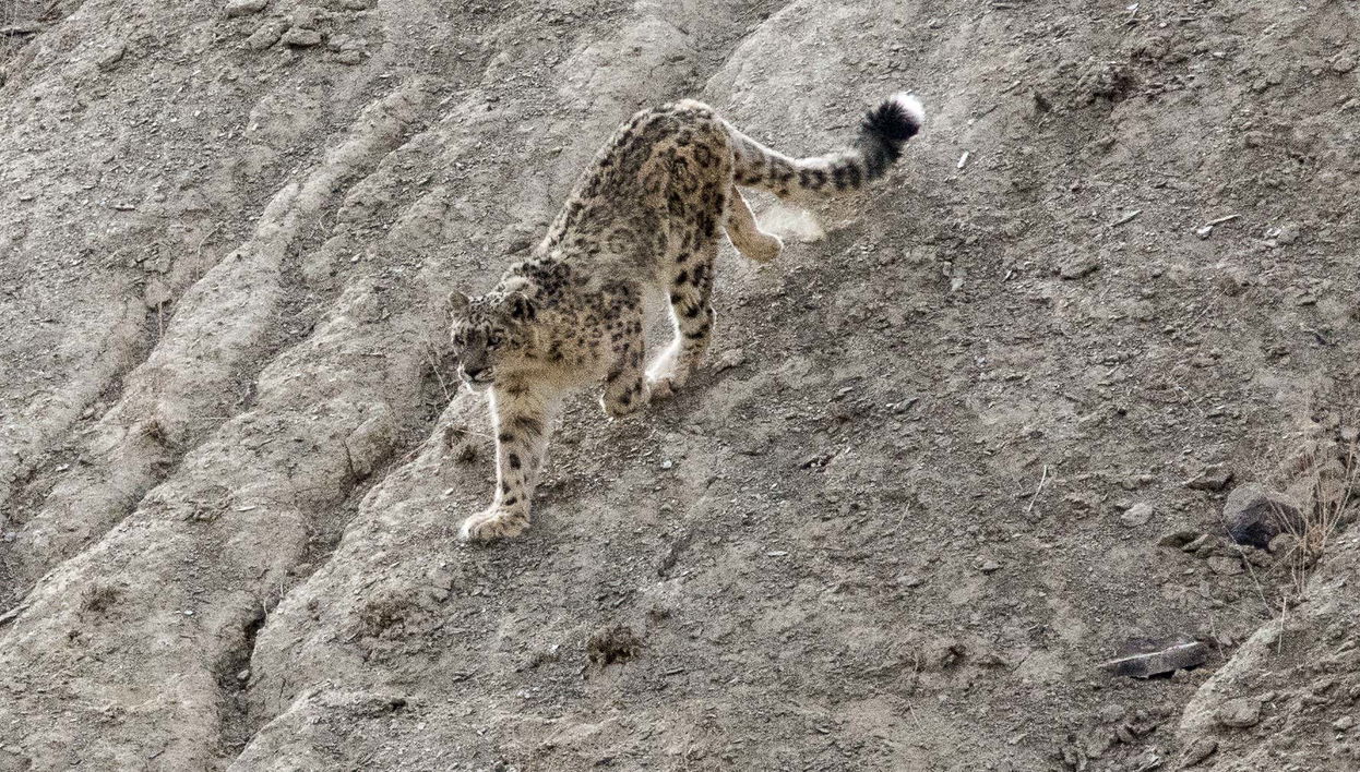 Jawai Dam Private Safari - Foto 1