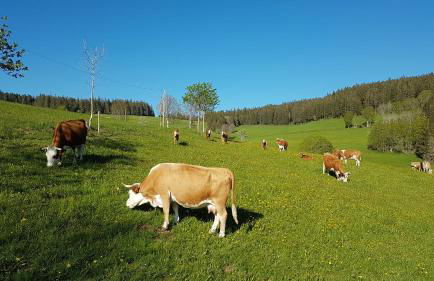 Ferienwohnung am Schneeberg - Foto 54