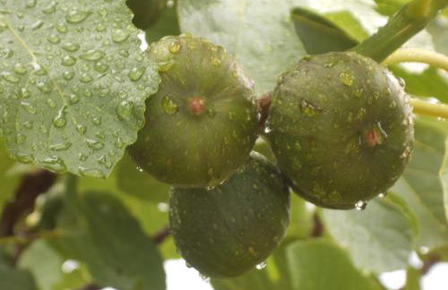 Apartments Katarina - Foto 7