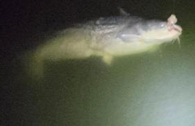 Lakefront 3BR Retreat - Pier, RV, Family-Friendly - Foto 30