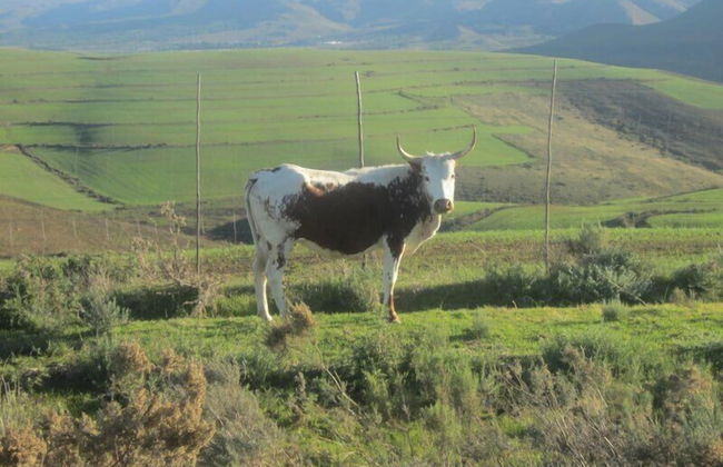 Swaynekloof Farm - Photo 49