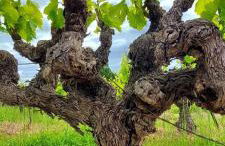 Maison sur la colline du Barroux - Foto 55