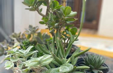 La Casa Grande de Adolfo - Foto 13