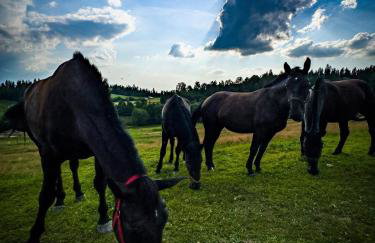Domek DE-Luxe BUFLAK - Foto 43