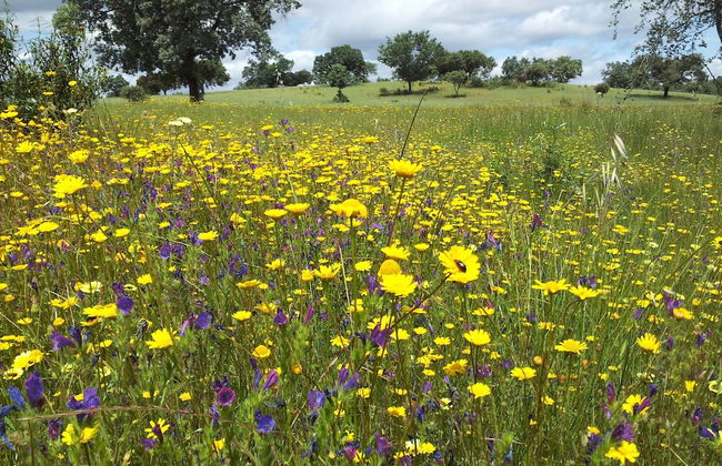 Finca La Ramallosa - Foto 54