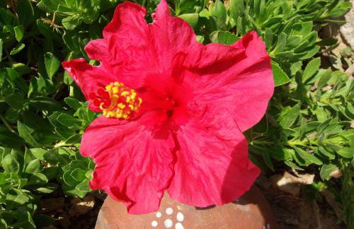 Ninho Da Poupa - Foto 63