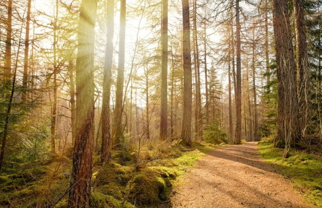 Loch Ness Cottages - Foto 65