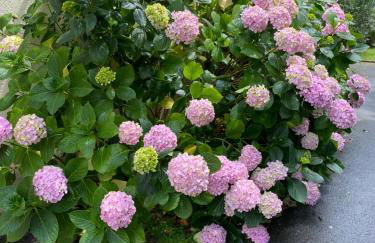 residence fleurie rdc - Foto 53