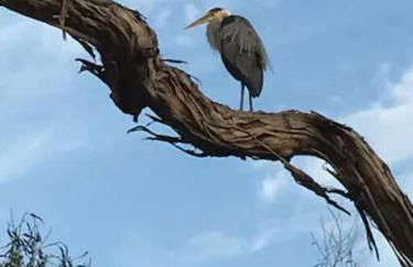 30 PCT OFF! Malibu Serene Cottage with King Bed, Beach, BBQ - Foto 24