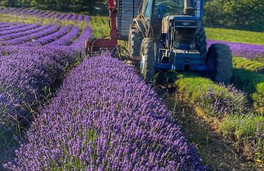 Le Petit Delphia - Photo 32